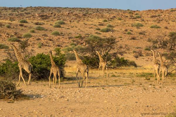 Tracking technology deployed across Africa to monitor giraffe populations and movement