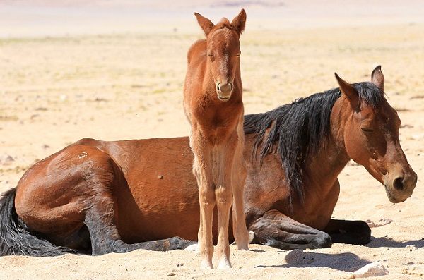Namib wild horses galloping to extinction – hyenas kill again