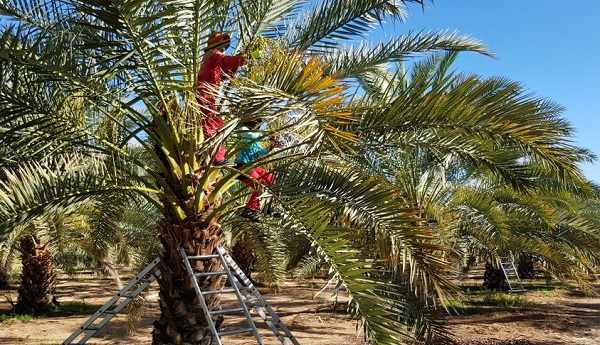 Desert Fruit expects bigger Bahri date harvest as new groves come into full production