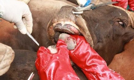 Namibia bans South African meat imports after foot and mouth outbreak in Limpopo