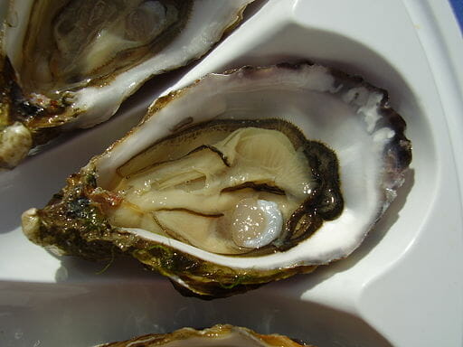 Public warned not to consume poisonous oysters and mussels from Walvis Bay