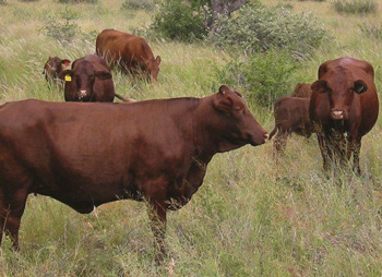 Meatco reactivates Contract Feeding Scheme