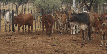 Agric sector calls for emergency livestock marketing support from financing institutions as drought looms