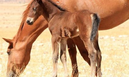 Environment ministry comes out in defense of the Namib’s wild horses