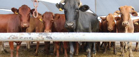 Cattle production, exports significantly drops in Q1