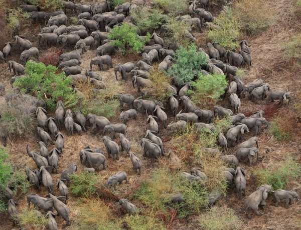 What to do with 130,000 elephants? – environment chamber supports Botswana’s course on elephant populations