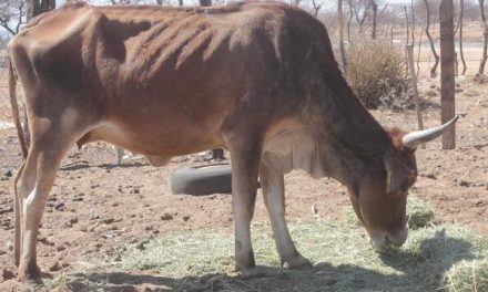 Drought relief suffers under tight economy – disaster fund starts subsidies for animal feeds