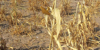 Agriculture support scheme to assist farmers affected by drought launched