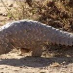 Namibia plagued by lack of data on pangolin growth and mortality rates: – Report