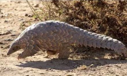 Ietermagog, scaly anteater, pangolin, – all the same thing, all at risk of being wiped out