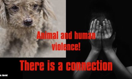 Pilot public talk to unpack the link between animal and human abuse