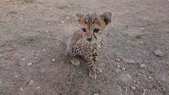 Cheetah Conservation Fund receives funding from the United Kingdom to block cheetah smuggling in north-east Africa