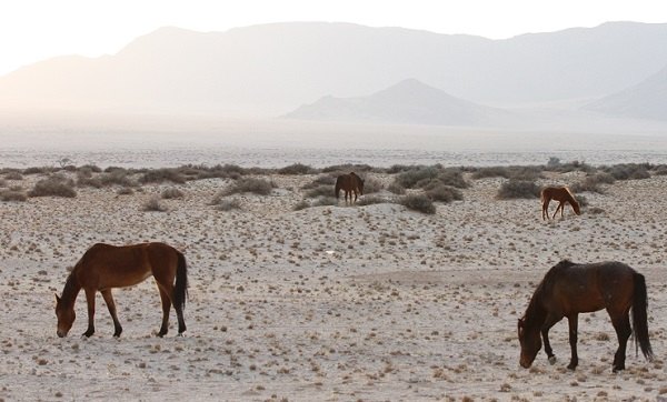 Environment ministry drafts action plan to protect wild horses of the Namib