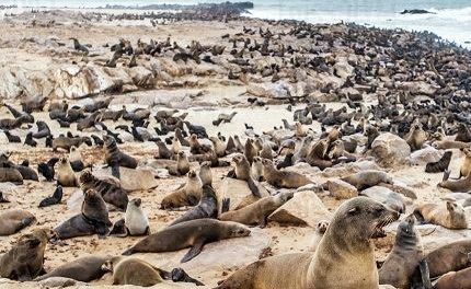 Cabinet announces new allowable seal harvesting quota