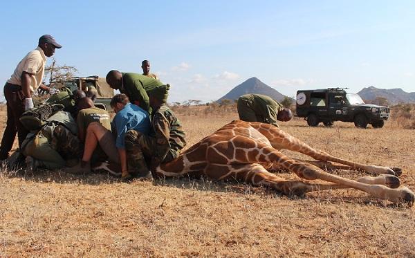 Namibia’s giraffe foundation fits GPS satellite trackers to reticulated giraffe in northern Kenya