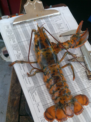 Crayfish festival postponed to 2021 due to COVID-19