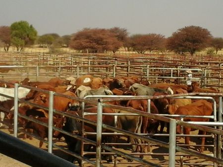 Livestock prices for the remainder of current quarter expected to improve – Meat Board