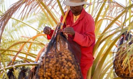Ariamsvlei date producer gearing up for new harvest of fresh dates early 2020