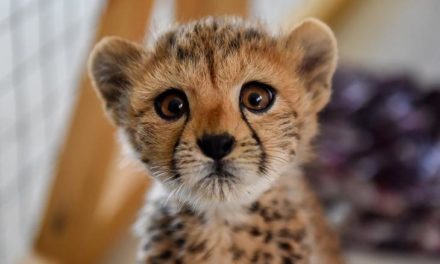 Namibia, Somaliland to drive the worldwide observance of the 9th International Cheetah Day