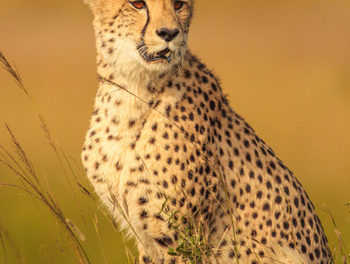 Cheetah Conservation Fund to play a pivotal role in reintroducing the extinct cheetah in India