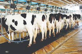 Local dairy farmers need to be cushioned from outside competition – minister