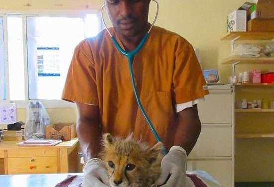 Cheetah Conservation Fund rescues one more cheetah cub in Somaliland