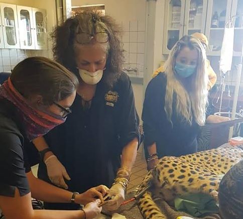 Cheetah rescue and care stay top priority at Cheetah Conservation Fund