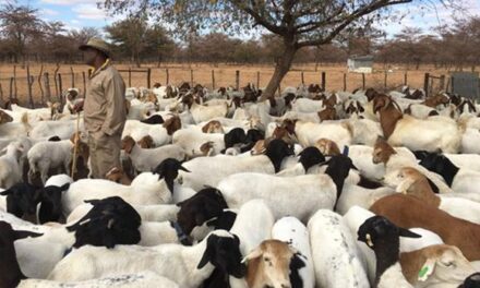 CCF publishes scientific paper on livestock predation in eastern communal areas