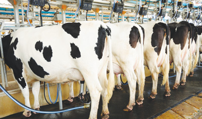 High cost of fodder production burdens dairy industry