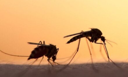 12,507 malaria cases, 40 deaths recorded this year amid the COVID 19 pandemic
