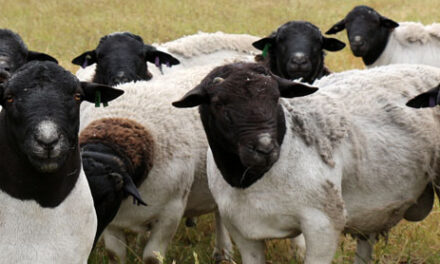 Local sheep prices increase in May
