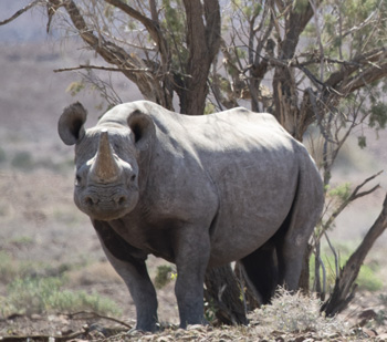 B2Gold supports community-backed rhino conservation in north-west Namibia