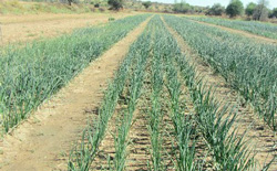 45 million people in SADC face food shortages – report