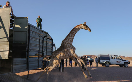 Communal Conservancies giraffe populations get boost – 30 giraffes translocated in move to increase genetic diversity