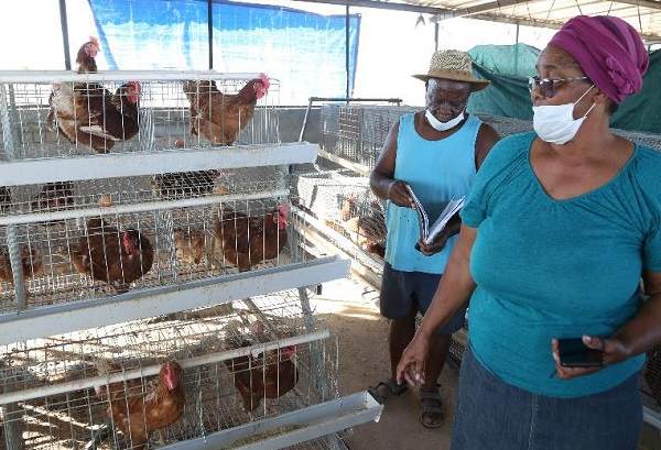 Khorixas farming couple makes inroads in rural poultry market