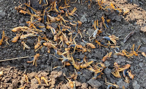 Locusts decimate 500 hectares of grazing land in Zambezi Region – N$30 million needed to fight outbreak