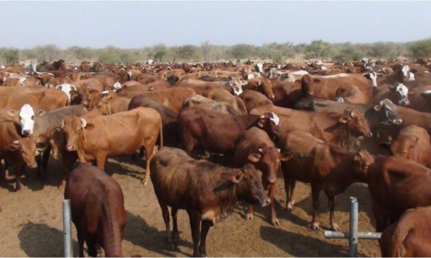 Exportation of live cattle from Namibia to SA resumes