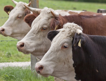 Cross-border movement of cattle banned due to foot-and-mouth outbreak