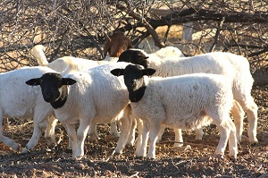 Sheep marketing industry reaches historical low