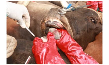 Foot-and-Mouth Disease outbreak in Kavango East Region spreads further