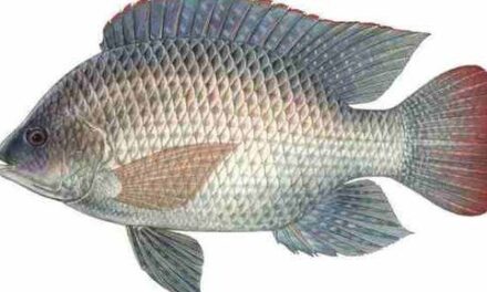 Aquaculture – the future of fisheries through Nile tilapia, ornamental fish, mariculture and fish feed production