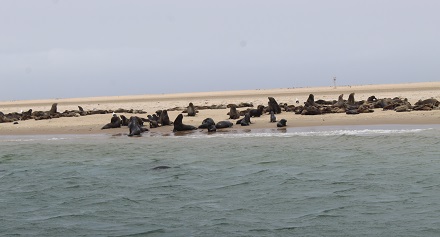 Cape fur seal deaths at Pelican Point breach 7000 mark