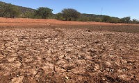 Livestock marketing statistics show disturbing consequences due to drought
