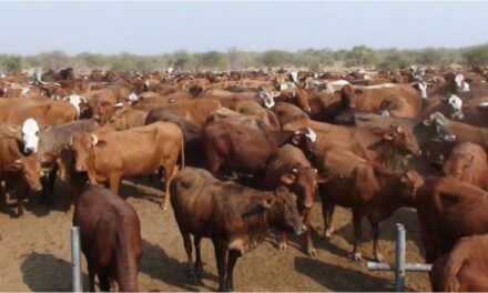 Oshakati Eloolo Abattoir to facilitate the export of NCA cattle and mutton to China