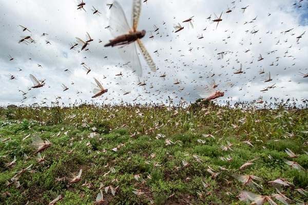 Environmental Fund helps fight locust outbreak in north-eastern regions