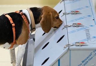 Capricorn Group commits funds to COVID-19 detection dogs pilot project