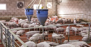 Pig farming: An untapped industry