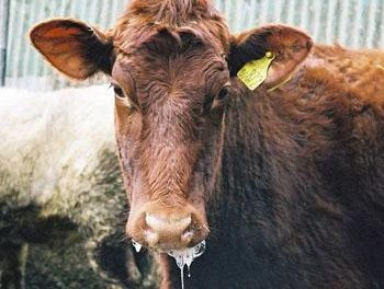 Livestock producers will redouble efforts to uphold foot-and-mouth disease free status