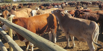 Namibia imports over 1,000 cattle from Botswana for slaughter