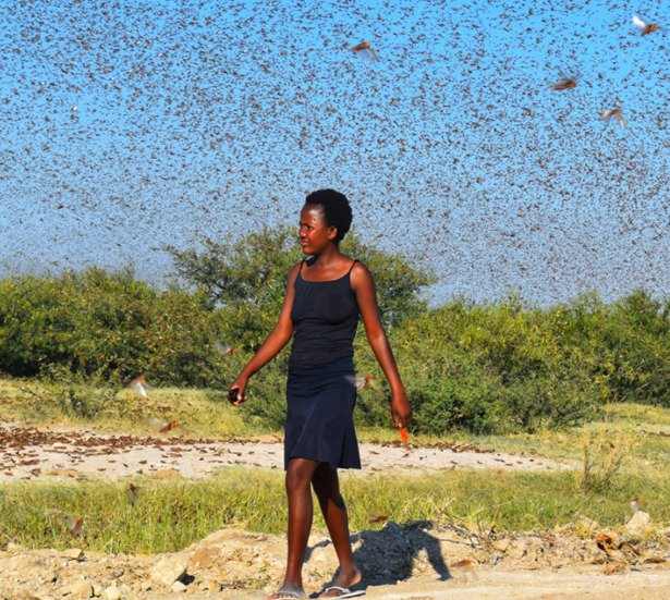 Battling Namibia’s worst locust crisis